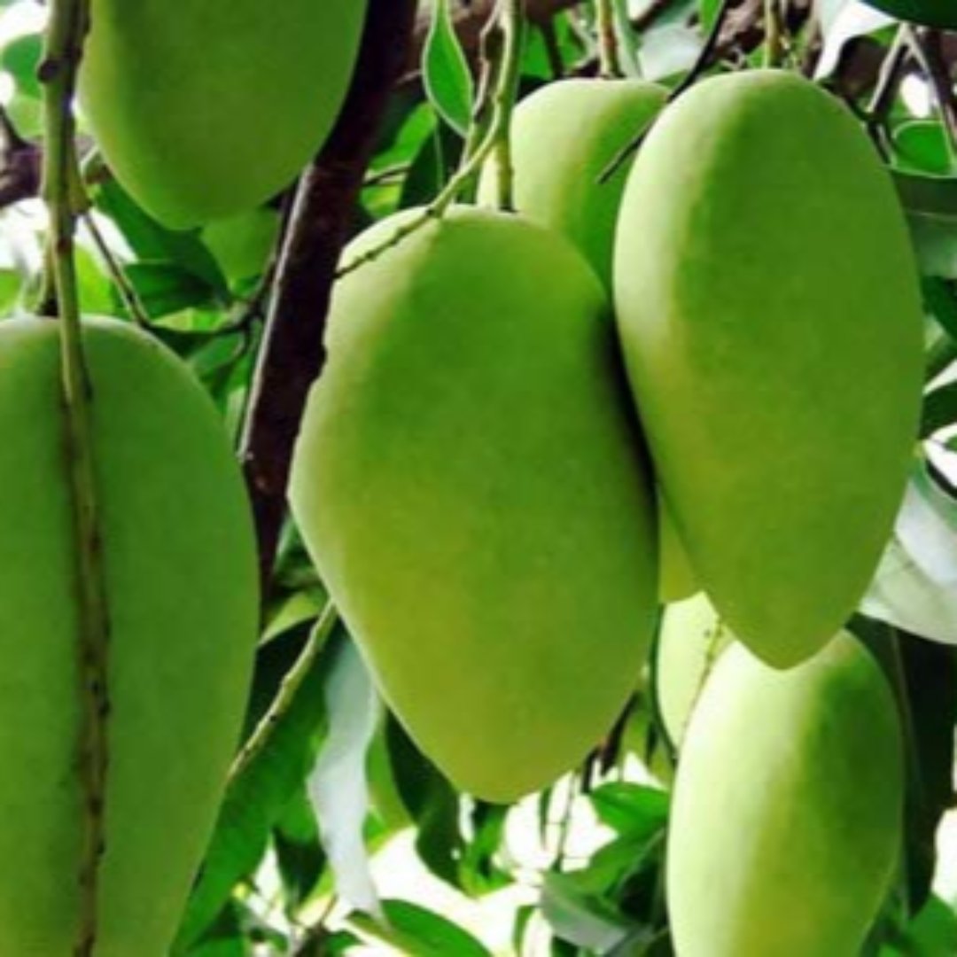 Exclusive Dusheri Mango Live Plant-Green Paradise Live