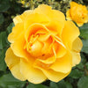 English Rose Plant (Yellow)