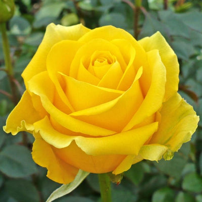 English Rose Plant (Yellow)