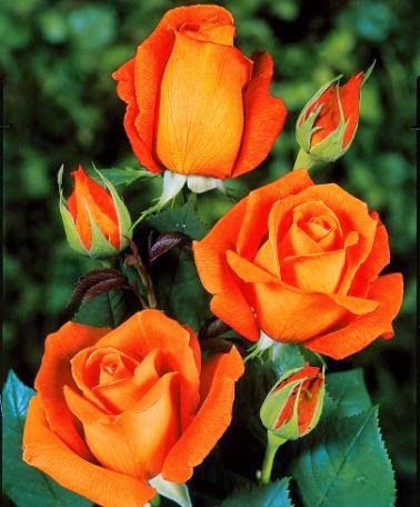 English Rose Plant (Orange)