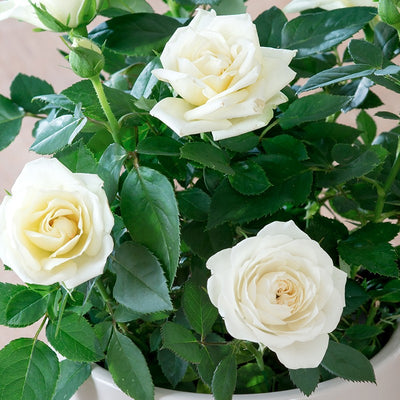 English Rose Plant (White)