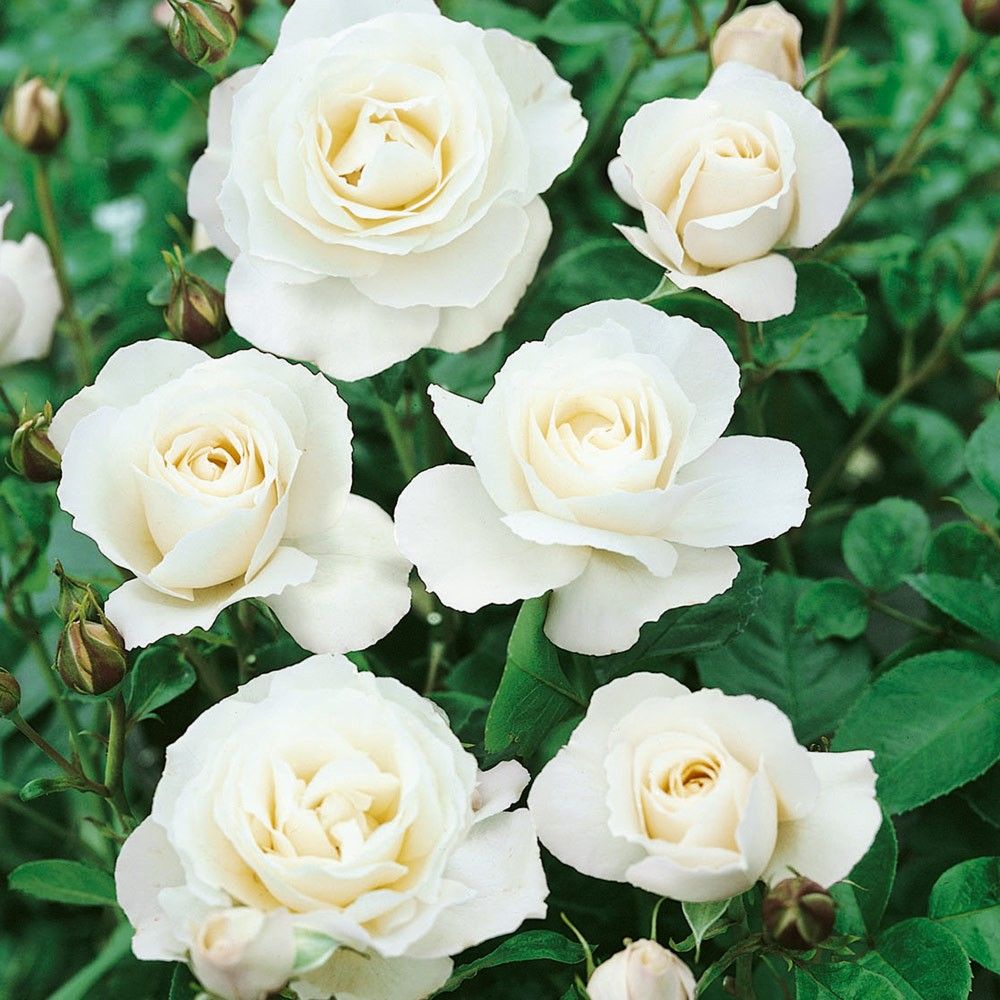 English Rose Plant (White)