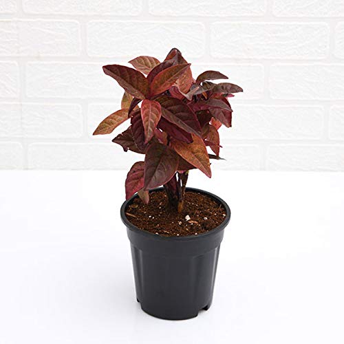 Eranthemum Copper Red live plant