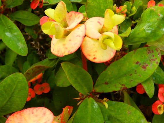 Euphorbia Mili Orange Color Live Plant