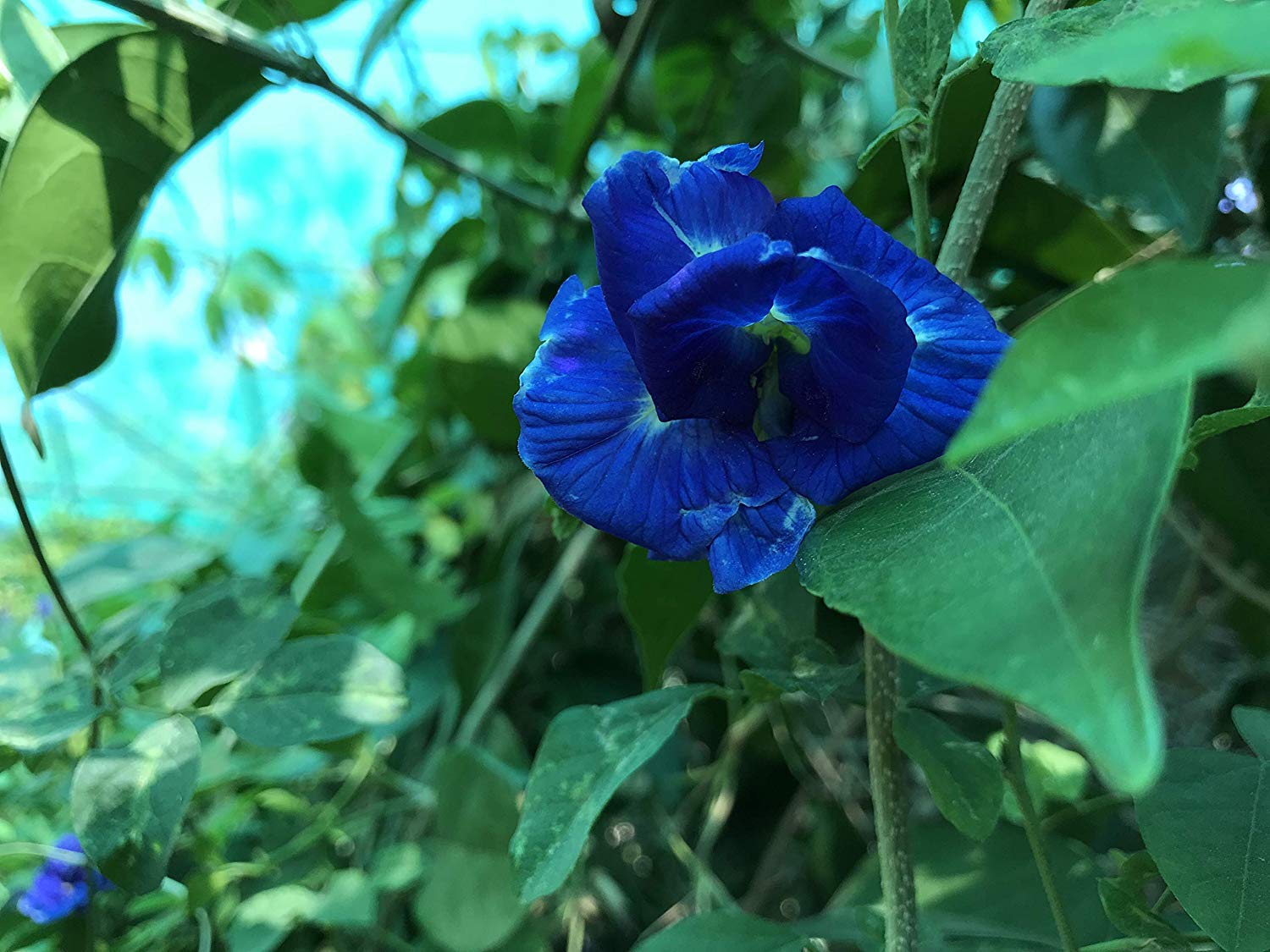 blue Green Paradise® Clitoria Ternatea butterfly pea vine five petal double layer flower plant seeds (12 seeds pack)