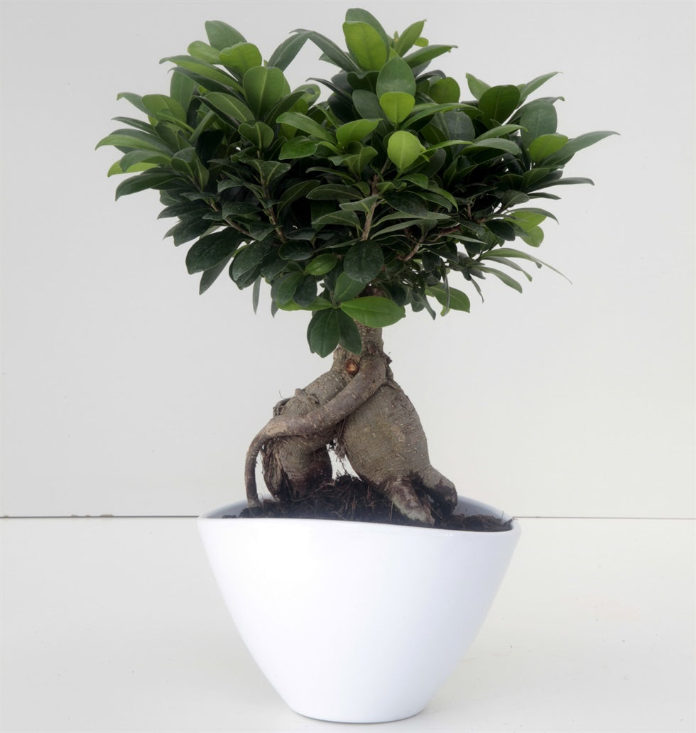 mature Ficus Ginseng bonsai with ceramic bonsai pot