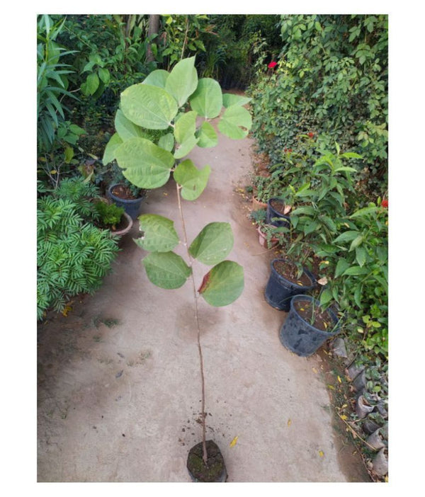 Buy Online Healthy falsa berry Plant