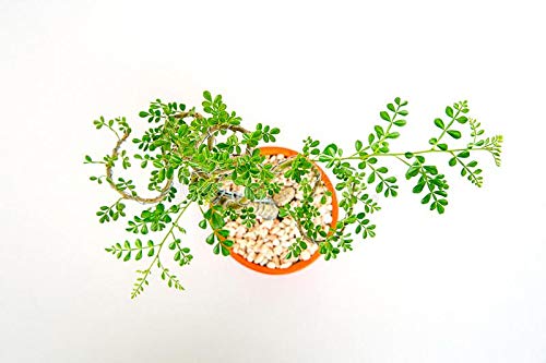 Feronalia Lucida Mini Wood Apple Pre Bonsai Mature Sapling Plant for Bonsai