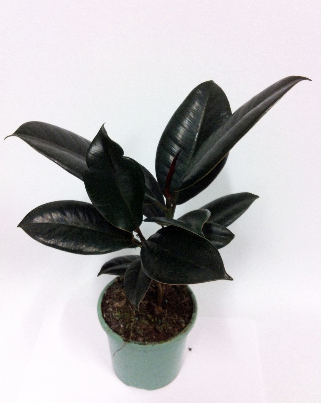 Live Indoor Air Purifying Black rubberplant with Pot