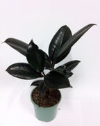 Live Indoor Air Purifying Black rubberplant with Pot