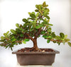Ficus Long Island Artist Choice Mini Banyan 6years old with Bonsai Pot