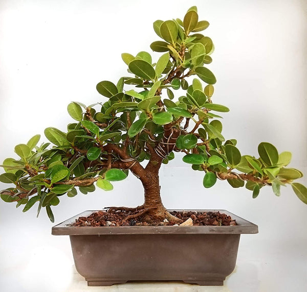 Ficus Long Island Artist Choice Mini Banyan 6years old with Bonsai Pot