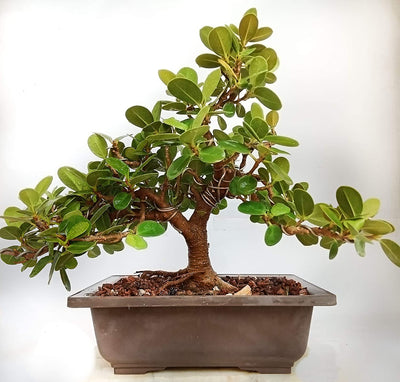 Ficus Long Island Pre Bonsai Plant