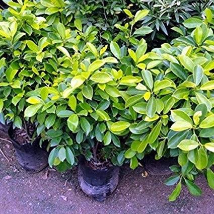 Ficus Panda Live suitable for bonsai Plant
