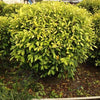 Benjamina Golden Ficus Sapling Plant