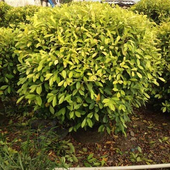 Benjamina Golden Ficus Sapling Plant