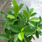 Panda ficus sapling Plant