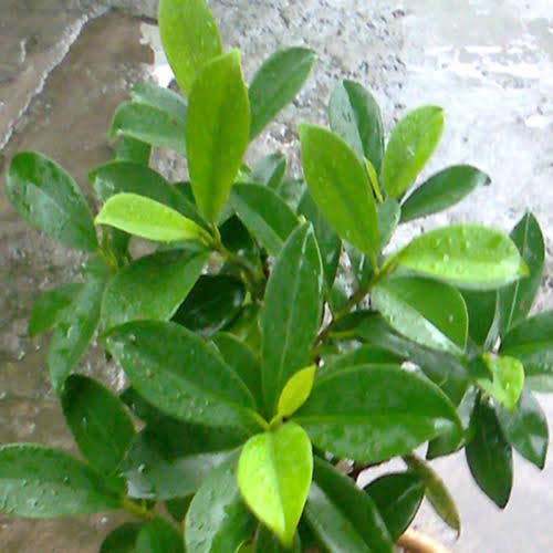 Panda ficus sapling Plant