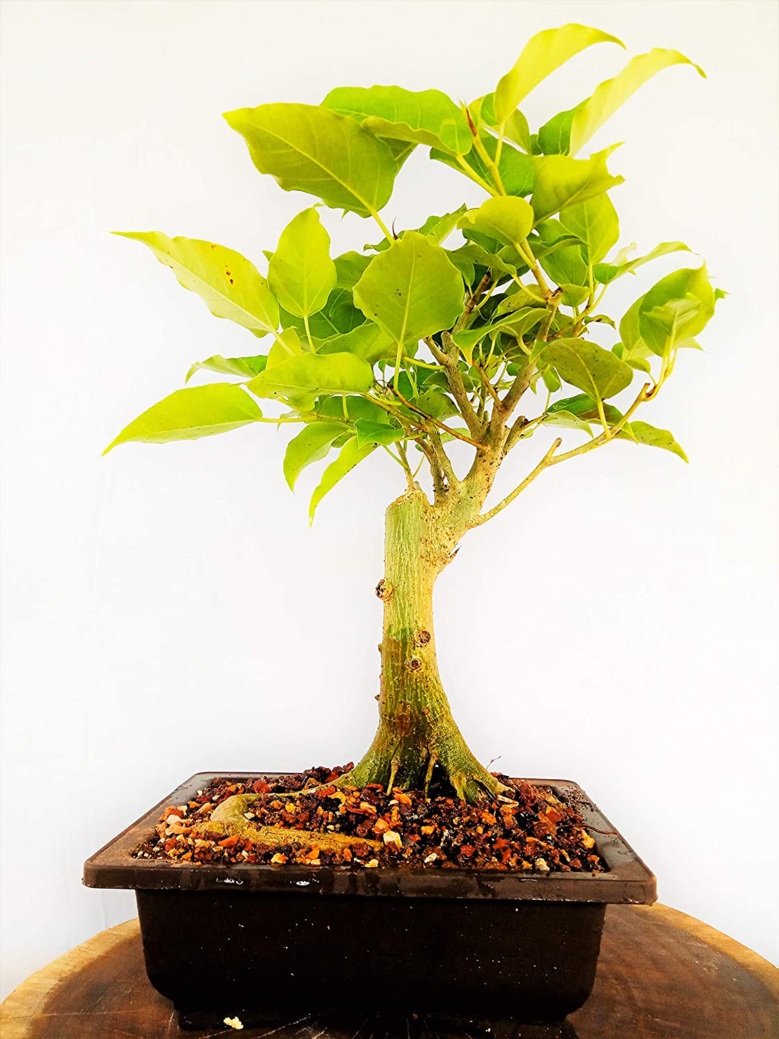 Bonsai Tree Ficus Religiosa 5 years Old with Pot Live Plant