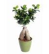 Bonsai Ficus Ginseng Live Plant with pot