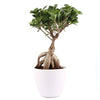 Bonsai Ficus Ginseng Live Plant with pot
