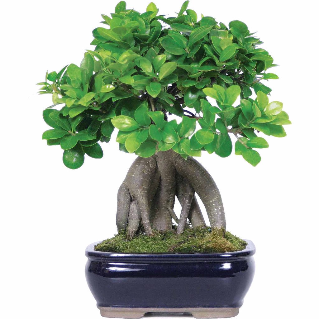 Ficus Bonsai Tree Ficus ginseng Grafted Bonsai Tree With Ceramic Bonsai Pot