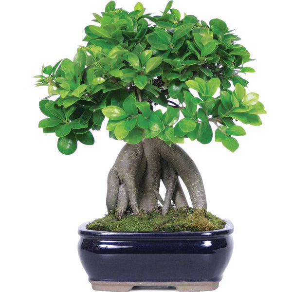 Ficus Bonsai Tree Ficus ginseng Grafted Bonsai Tree With Ceramic Bonsai Pot