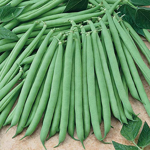 French Bean Seeds (Pack Of 10 Seeds)