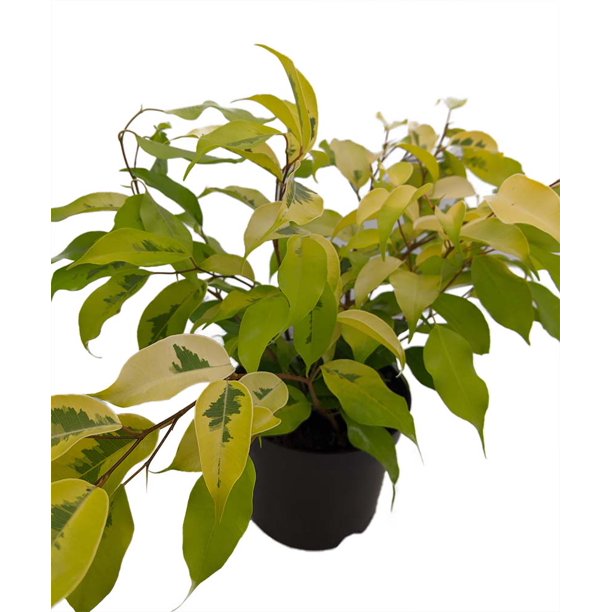 Benjamina Golden Ficus Sapling Plant