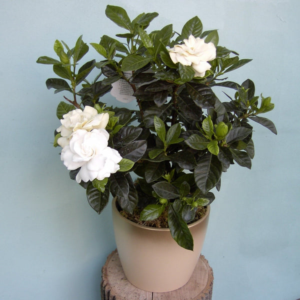 Gardenia Flowering Plant