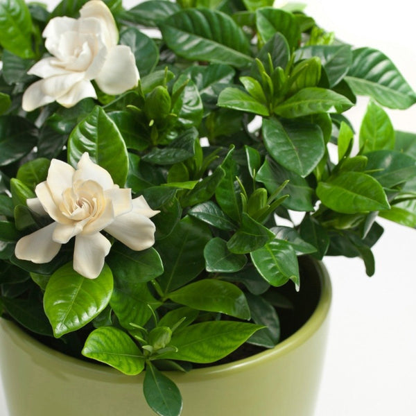 Gardenia Flowering Plant