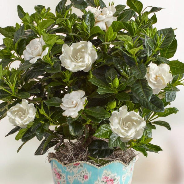 Gardenia Flowering Plant