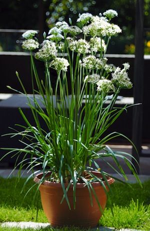 Garlic Chives Herbal live Plant
