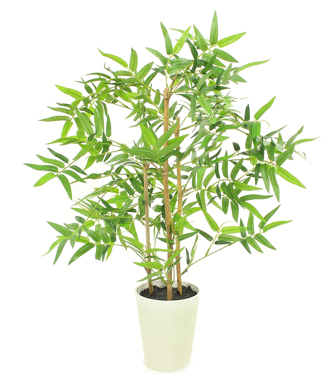 Golden Bamboo Plant Holy And Fengsui Golden Bamboo Live Plant With Pot