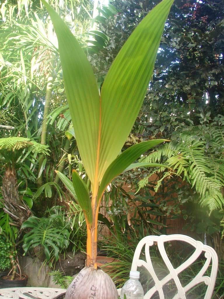 Golden Coconut Hybrid Malay Dwarf Orange Coconut Live Seedling Plant