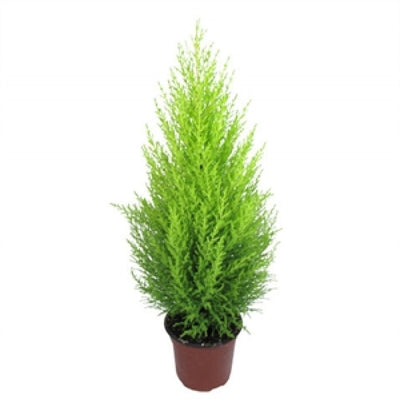 Golden Cypress Bonsai Suitable Live Plant with pot