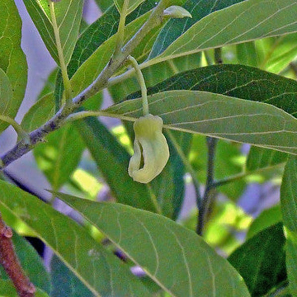 Golden Sitafal Live Plant