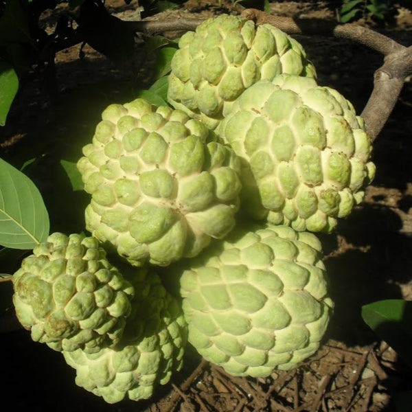 Golden Sitafal Live Plant