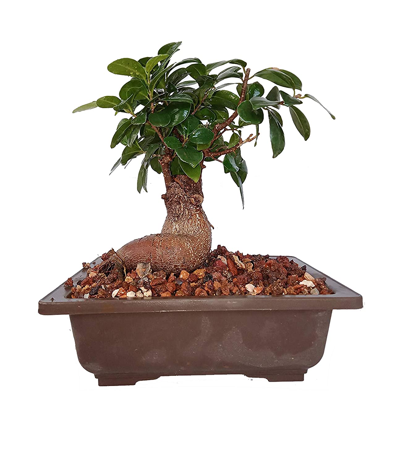 Grafted Bonsai Ficus Live Plant Indoors Outdoors with Free Pot