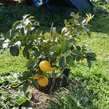 Live Grape Fruit Plant Suitable For Bonsai