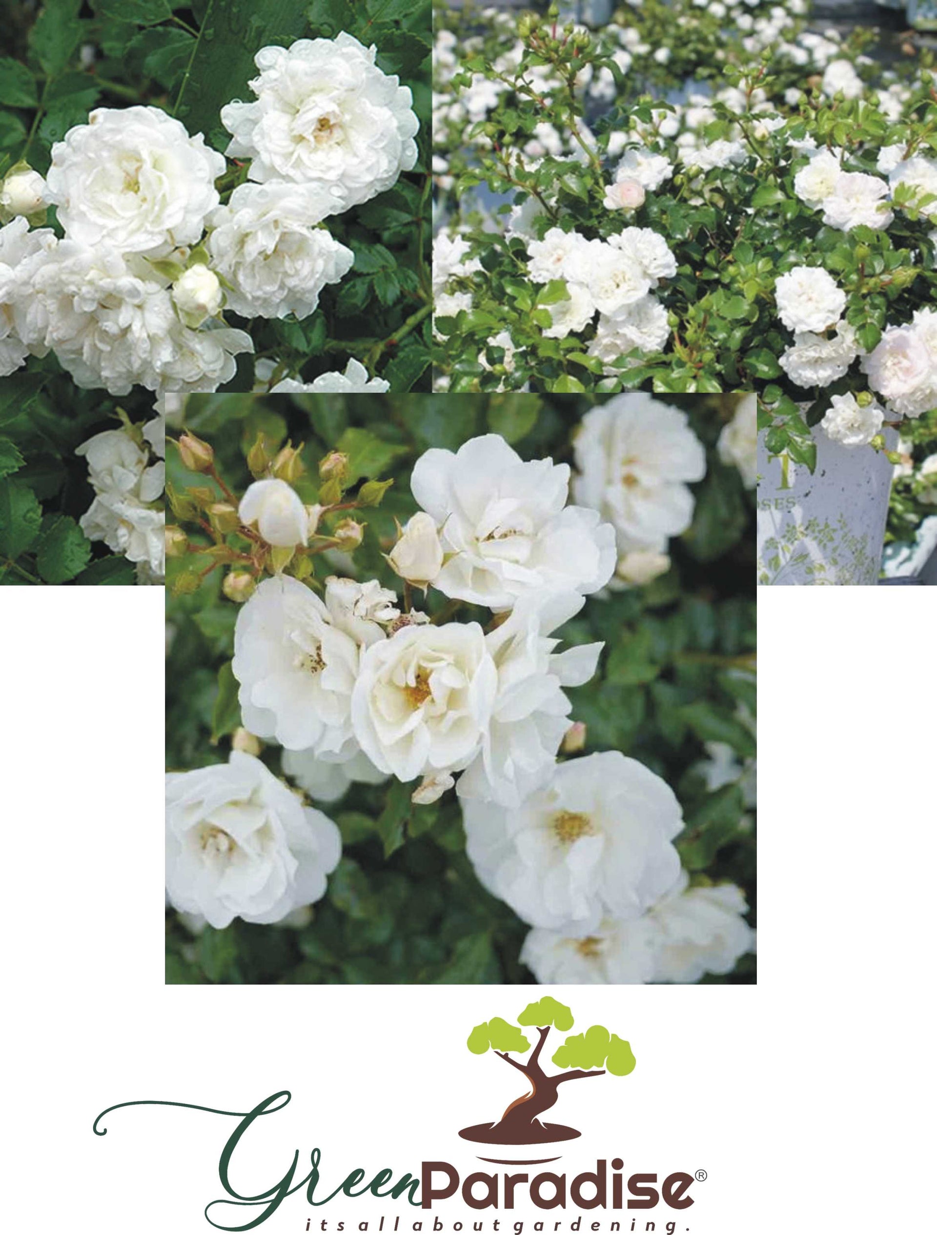 Summersnow Rose Bunch Roses Throneless Roses Plant