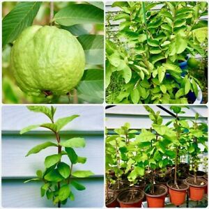 Live Red Guava Plant Suitable For