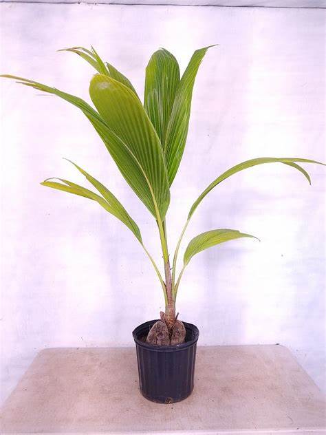 Green Paradise Dwarf Variety Green Coconut Plant