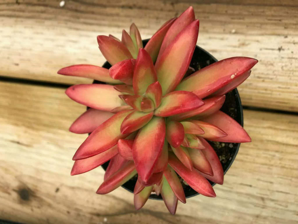 Sedum firestorm Orange Succulent Plant Live With Pot