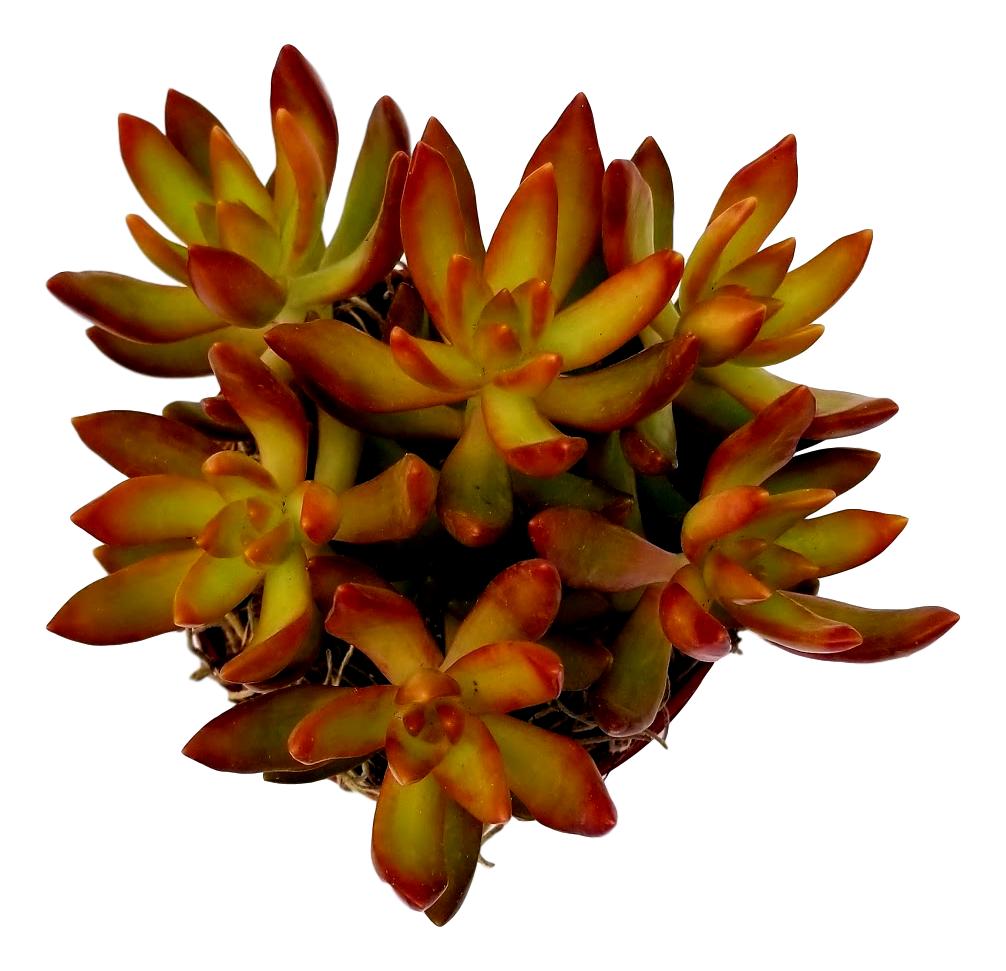 Sedum firestorm Orange Succulent Plant Live With Pot
