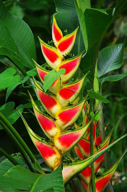 Green Paradise Live-Heliconia Wagneriana Plant with Plastic Pot