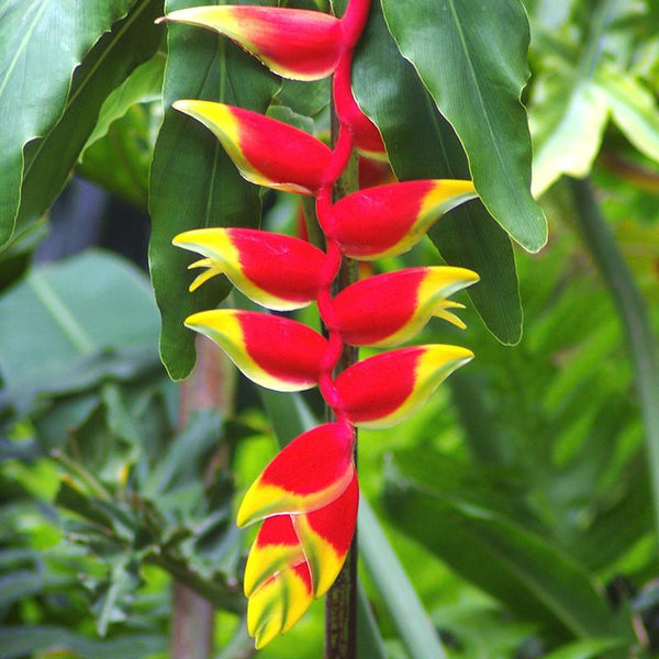 Heliconia Plant Bulbs Heliconia bihai x marginata 'Rauliniana' 5 Bulbs-Green Paradise Live
