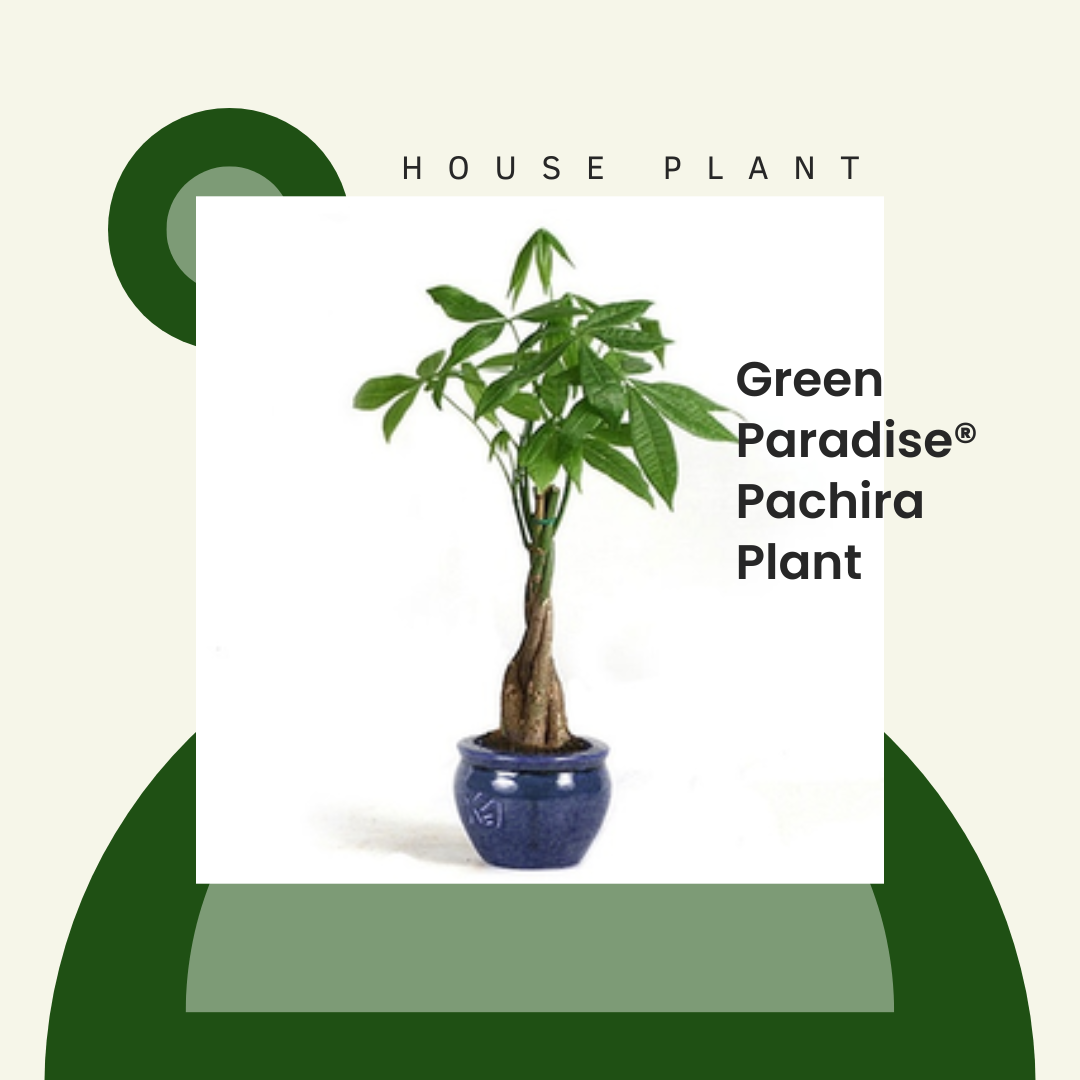 green paradise pachira plant