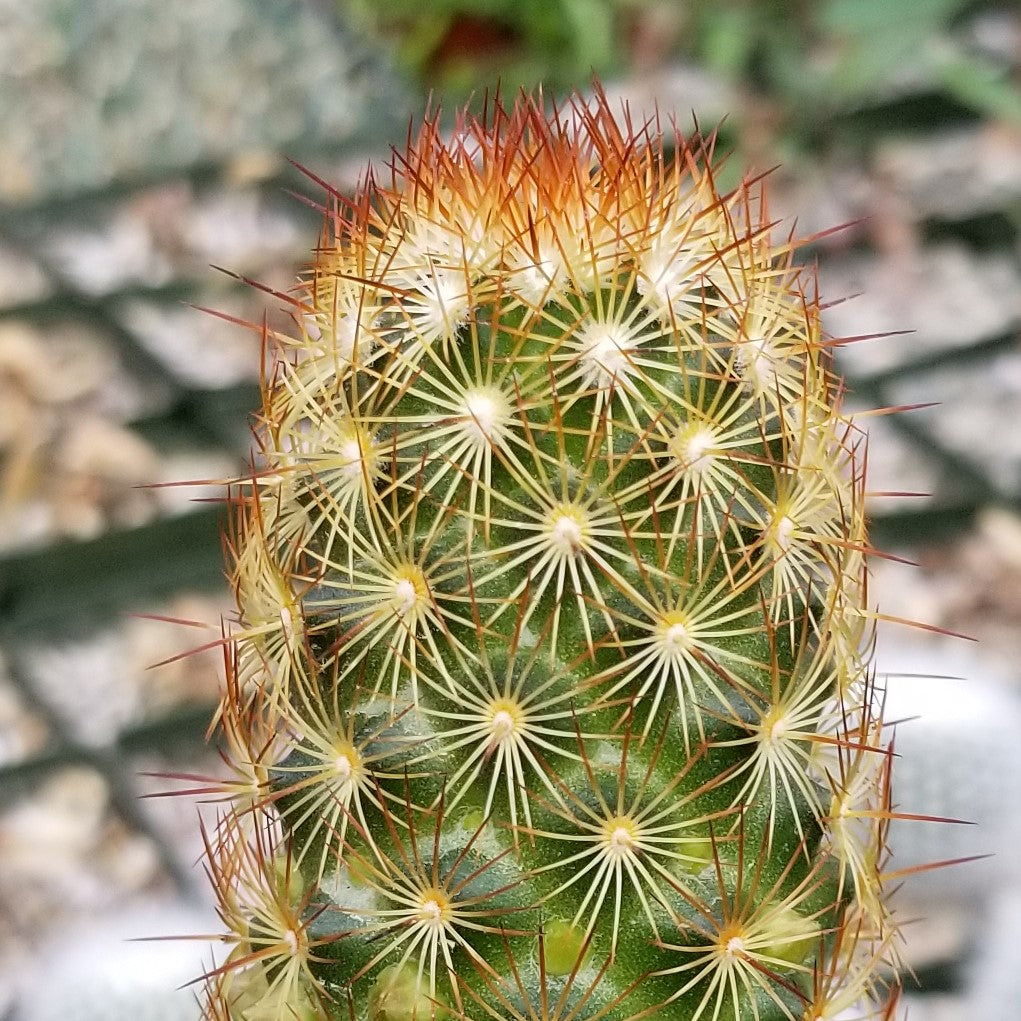 Green Paradise® Live Cactus Plants mammillaria copper king Copper Glory Cactus Live Healthy Cactus With Pot For Conainers , rockgardens, Cactus Yard And Mini Landscapes