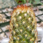 Green Paradise® Live Cactus Plants mammillaria copper king Copper Glory Cactus Live Healthy Cactus With Pot For Conainers , rockgardens, Cactus Yard And Mini Landscapes